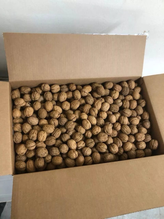 Whole Walnuts in Shell – Extra Light and Large Premium Grade | NEW CROP | Perfect for Snacking & Holiday Display – 1-25kg Bulk